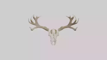 Elk Skull Skeleton model 3D model