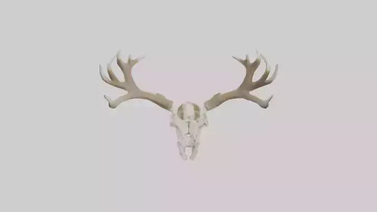 Elk Skull Skeleton model 3D model