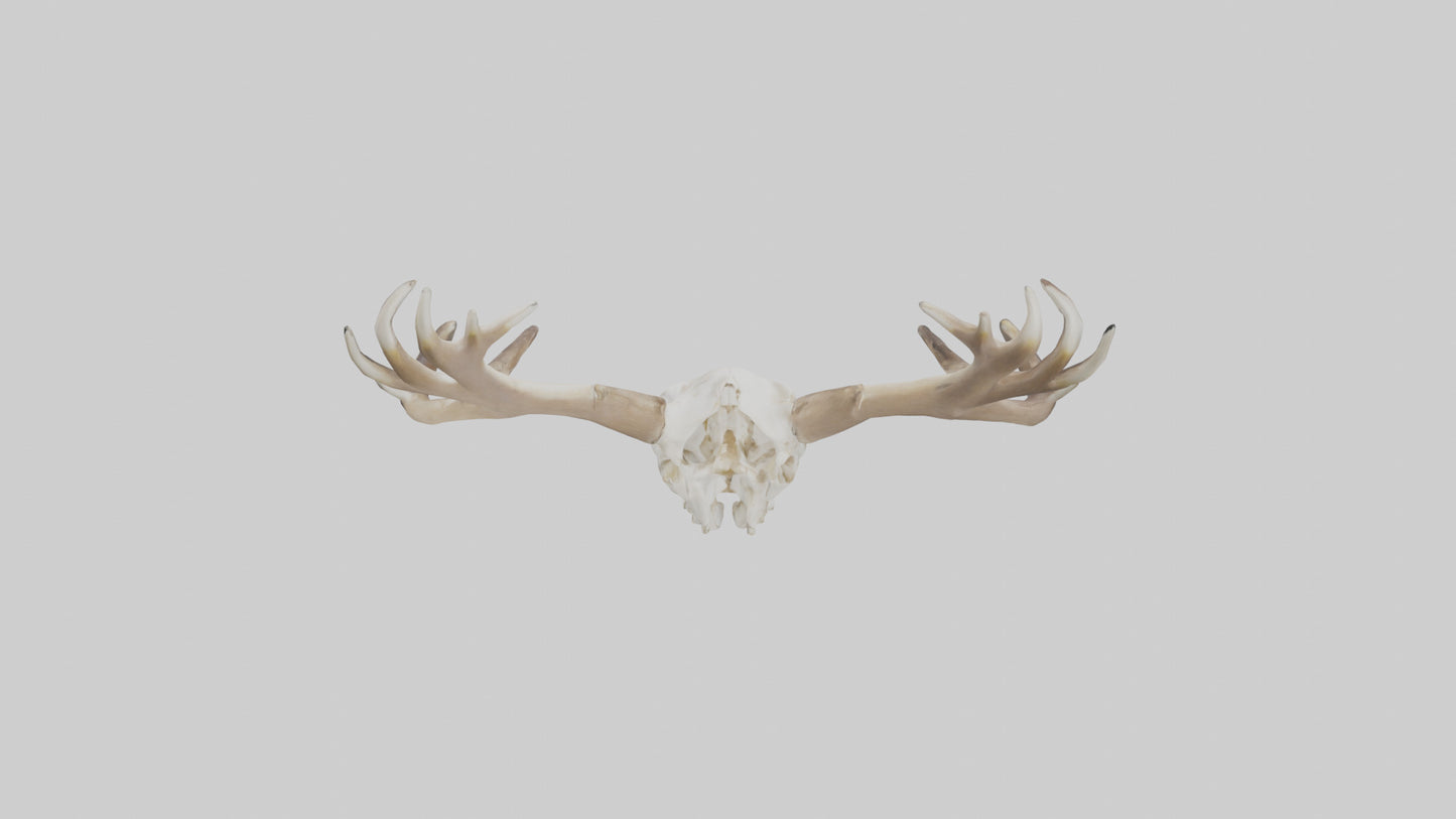 Elk Skull Skeleton model 3D model