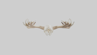 Elk Skull Skeleton model 3D model