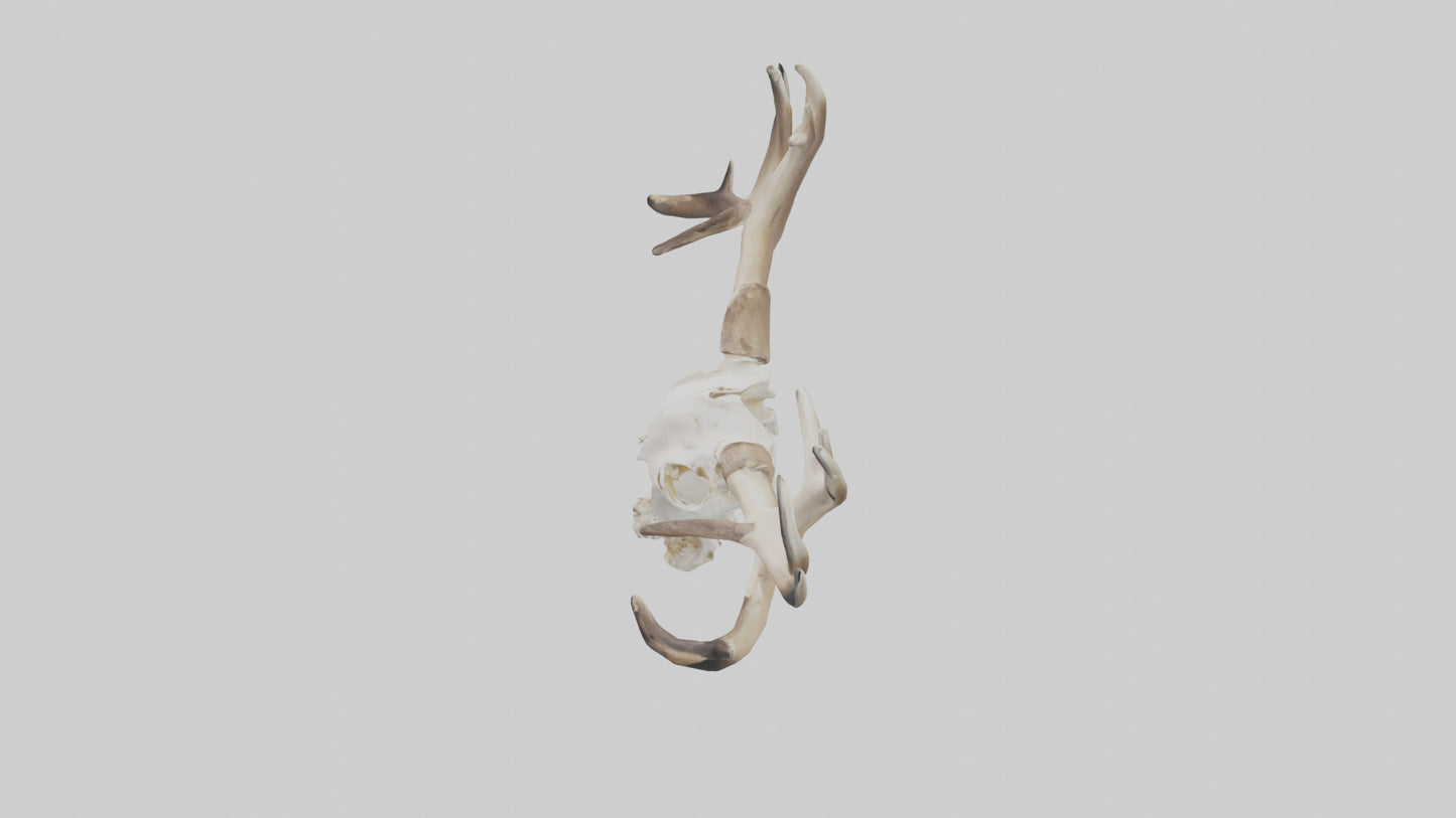 Elk Skull Skeleton model 3D model