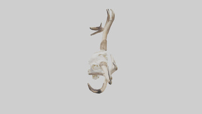 Elk Skull Skeleton model 3D model