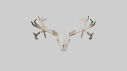 Elk Skull Skeleton model 3D model