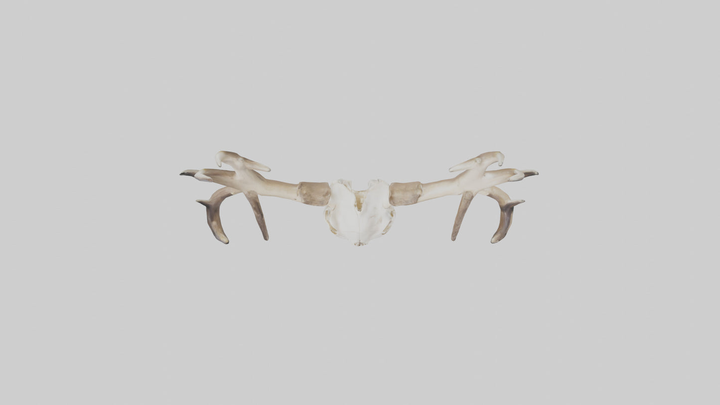 Elk Skull Skeleton model 3D model