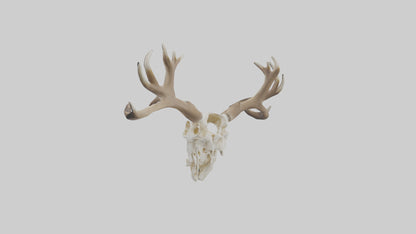 Elk Skull Skeleton model 3D model