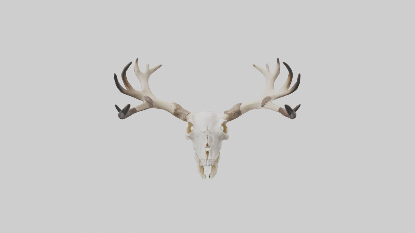 Elk Skull Skeleton model 3D model