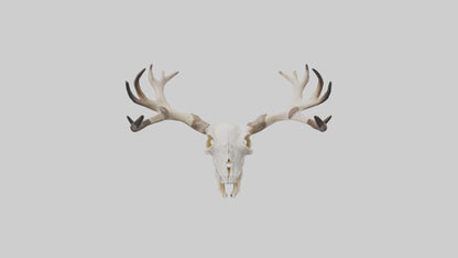 Elk Skull Skeleton model 3D model