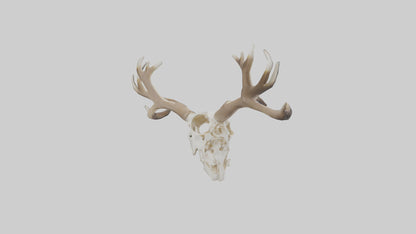 Elk Skull Skeleton model 3D model