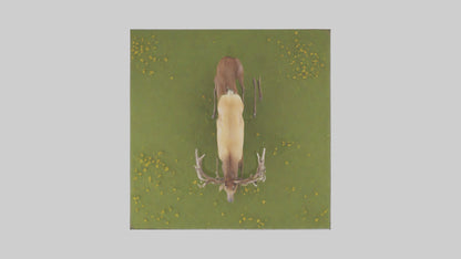 3D model Elk standing in meadow model VR / AR / low-poly