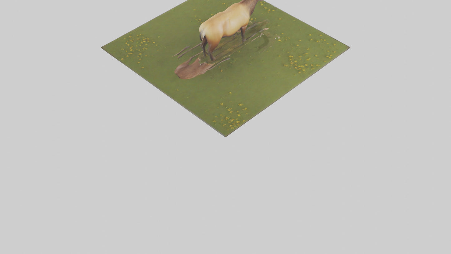 3D model Elk standing in meadow model VR / AR / low-poly