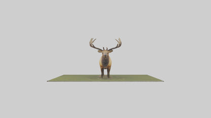 3D model Elk standing in meadow model VR / AR / low-poly