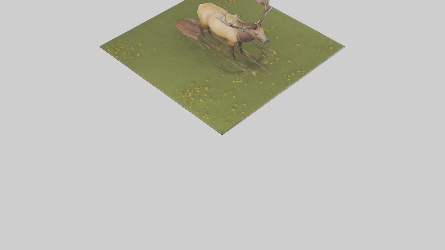 3D model Elk standing in meadow model VR / AR / low-poly