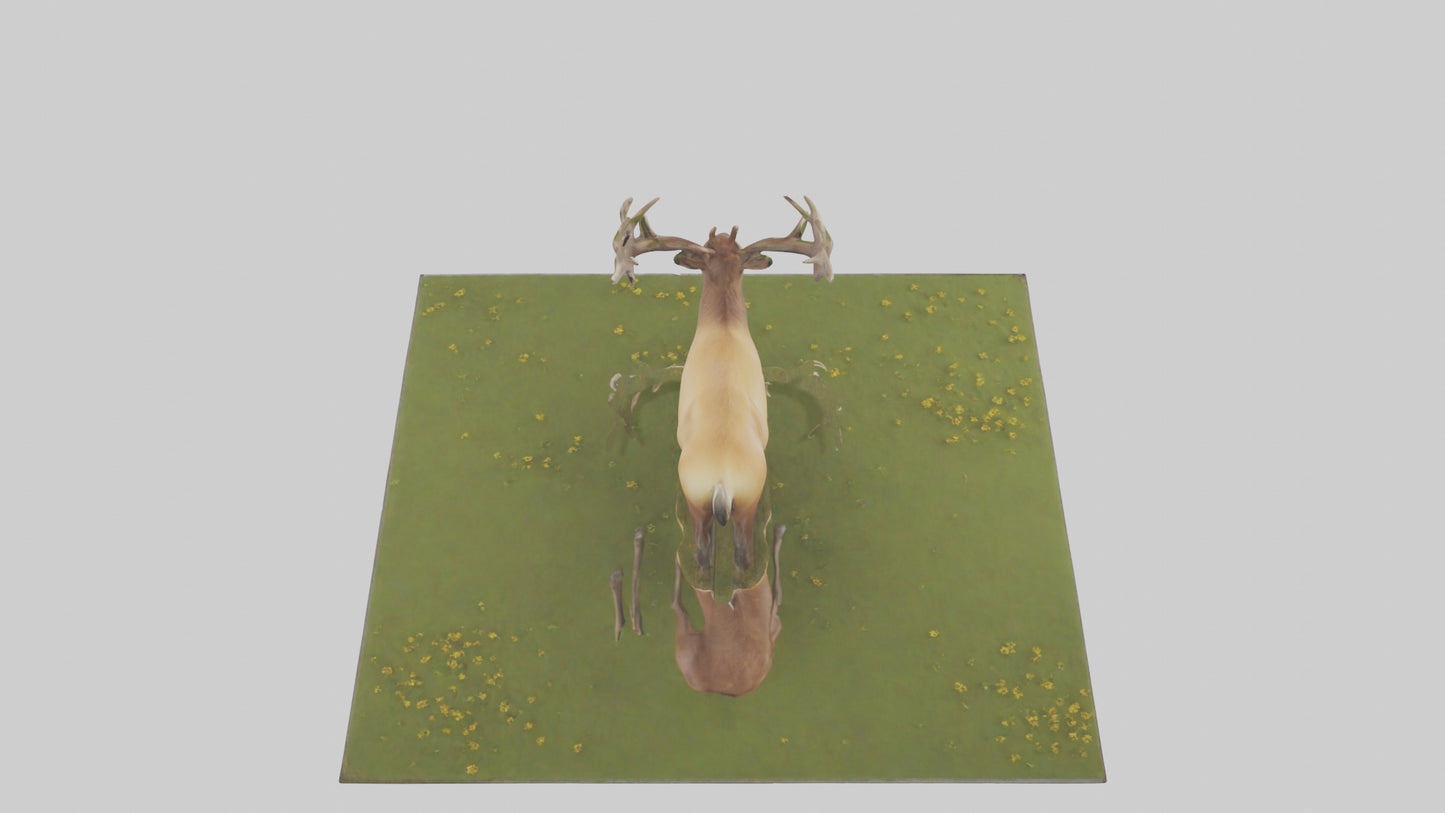 3D model Elk standing in meadow model VR / AR / low-poly