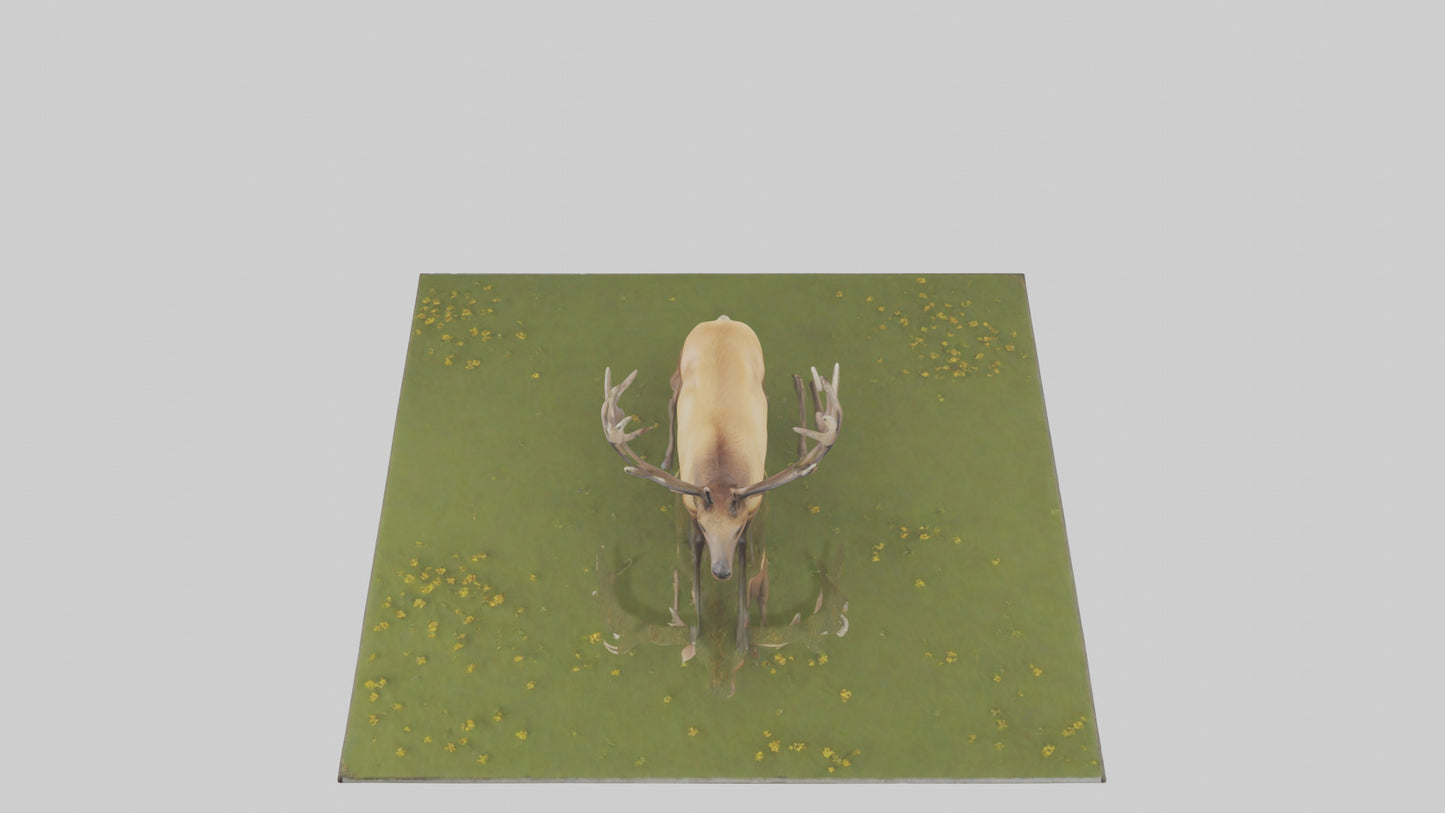 3D model Elk standing in meadow model VR / AR / low-poly