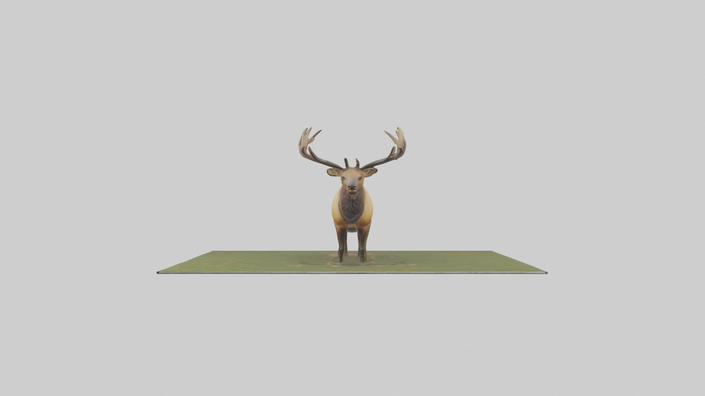 3D model Elk standing in meadow model VR / AR / low-poly