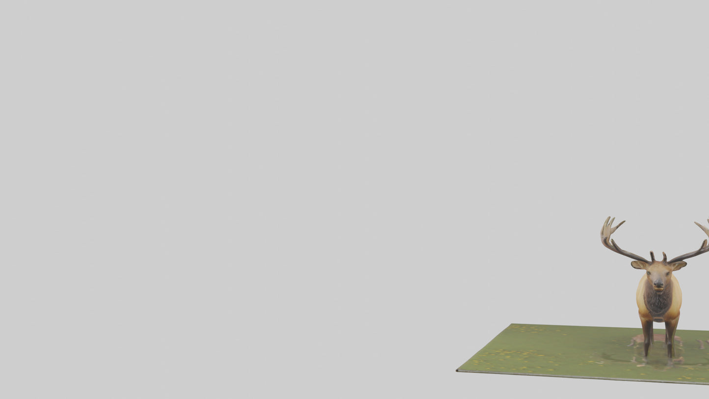 3D model Elk standing in meadow model VR / AR / low-poly