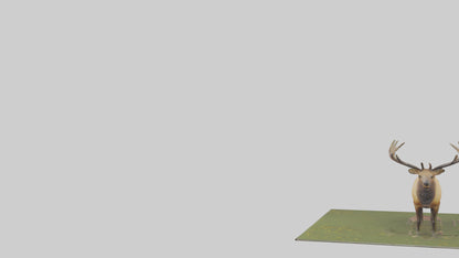 3D model Elk standing in meadow model VR / AR / low-poly