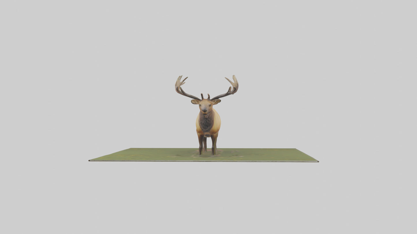 3D model Elk standing in meadow model VR / AR / low-poly