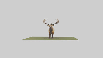 3D model Elk standing in meadow model VR / AR / low-poly