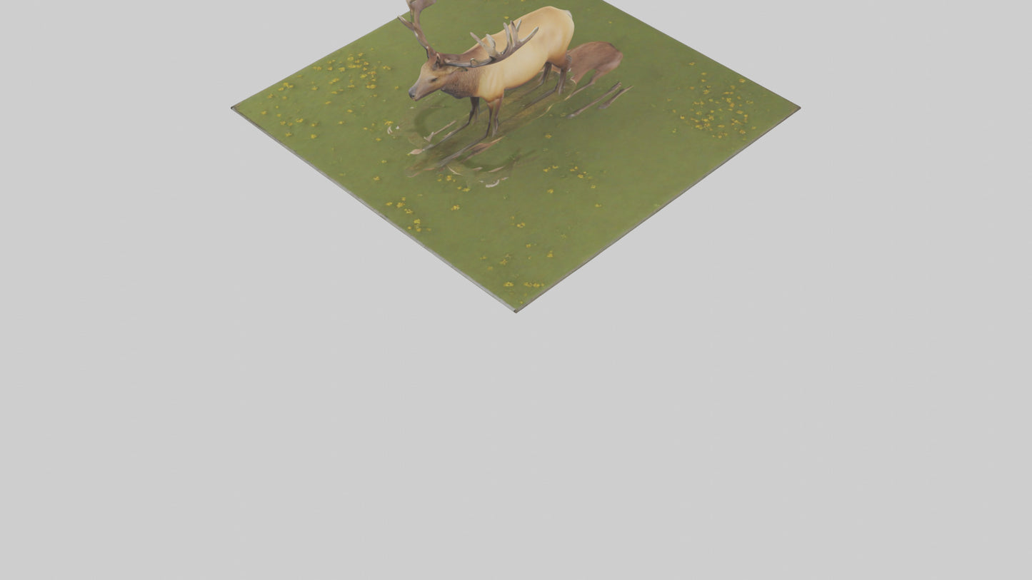 3D model Elk standing in meadow model VR / AR / low-poly