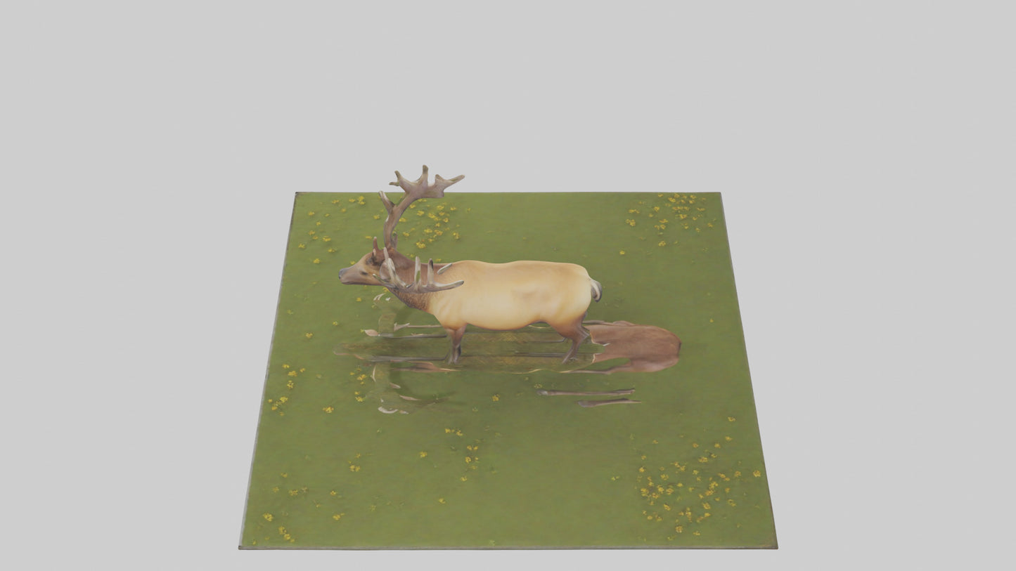 3D model Elk standing in meadow model VR / AR / low-poly
