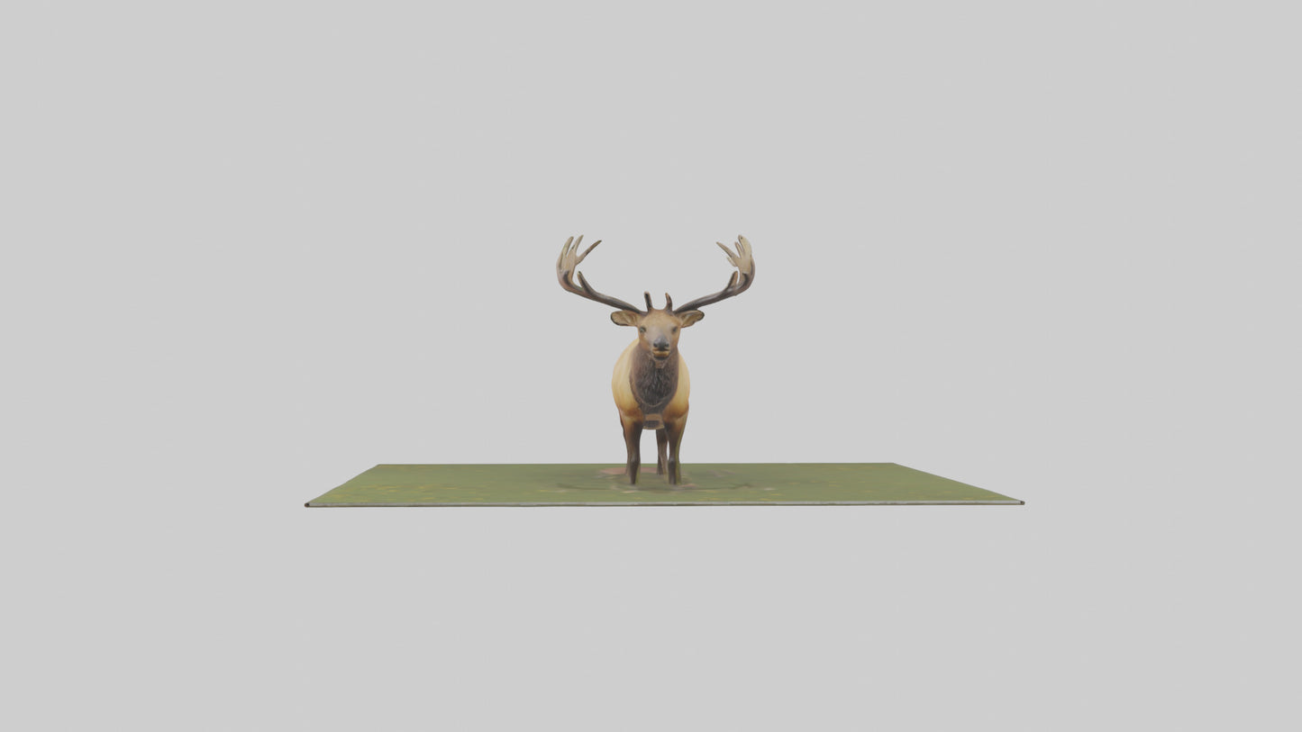 3D model Elk standing in meadow model VR / AR / low-poly