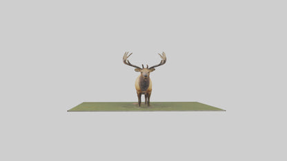 3D model Elk standing in meadow model VR / AR / low-poly