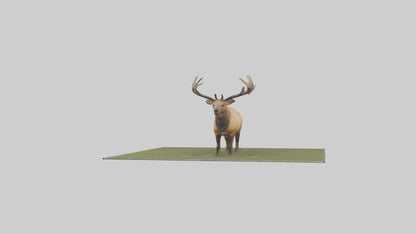 3D model Elk standing in meadow model VR / AR / low-poly
