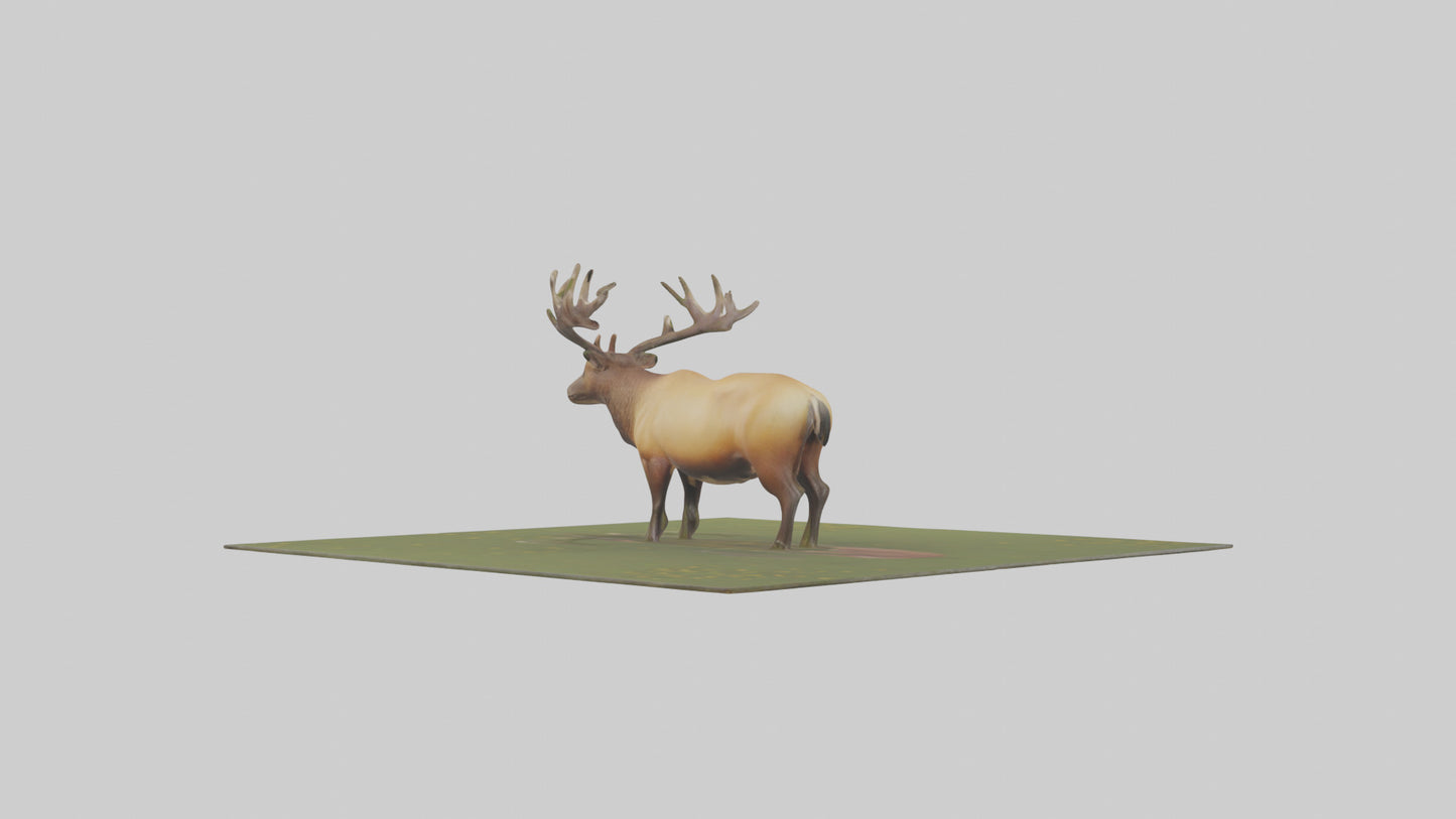 3D model Elk standing in meadow model VR / AR / low-poly