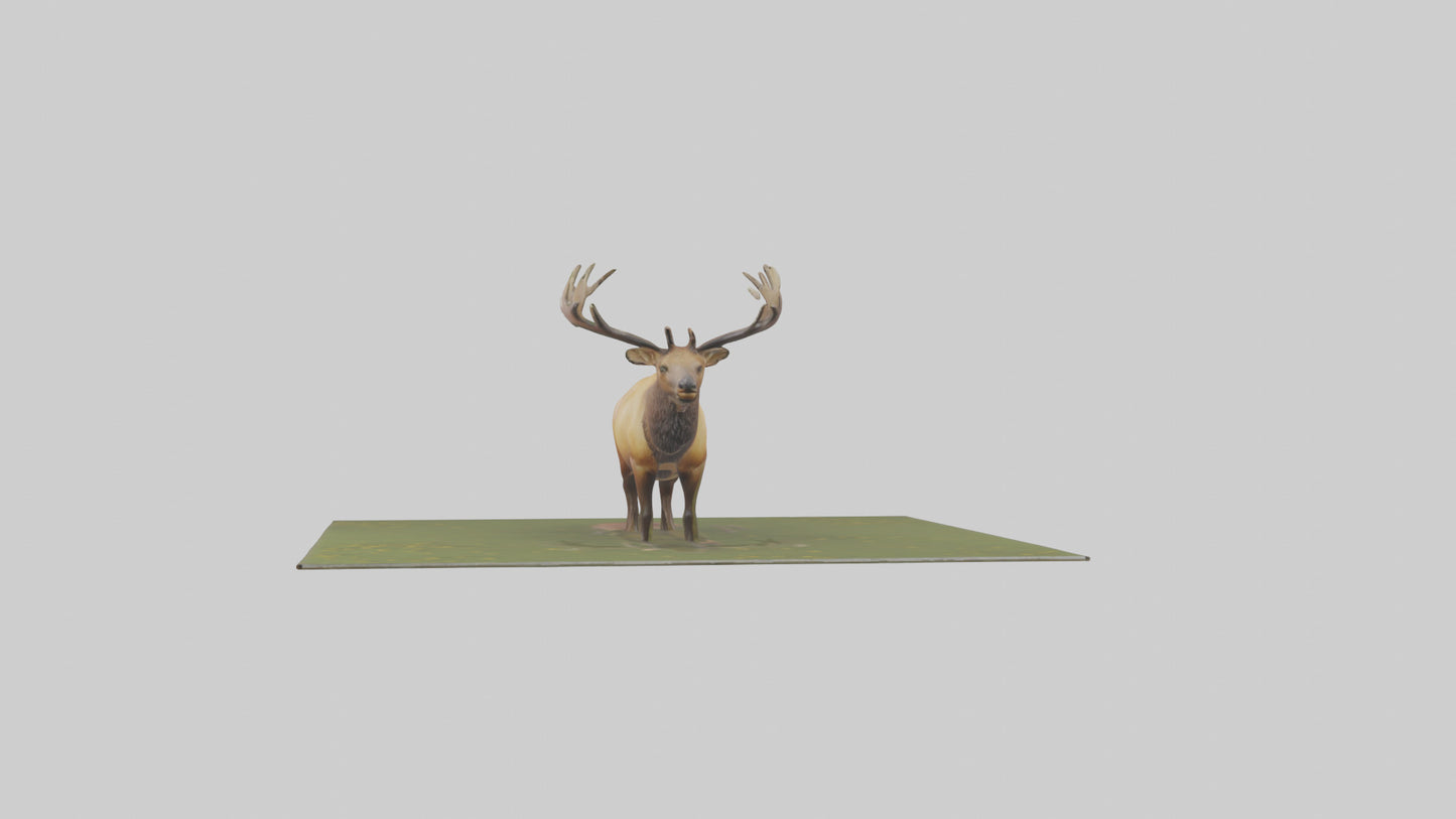 3D model Elk standing in meadow model VR / AR / low-poly