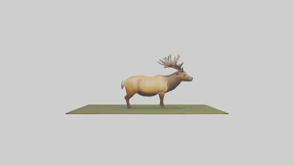 3D model Elk standing in meadow model VR / AR / low-poly