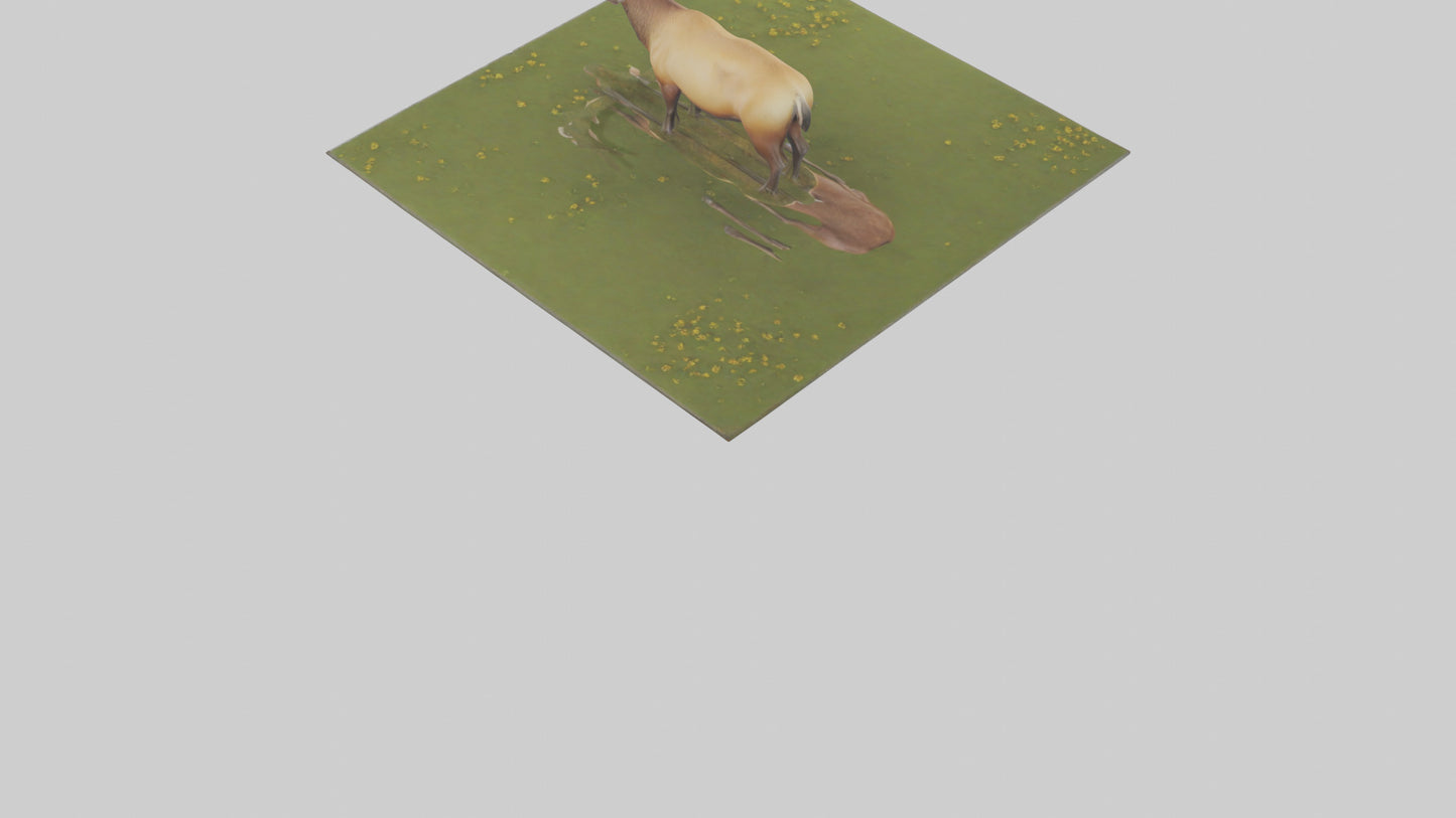 3D model Elk standing in meadow model VR / AR / low-poly