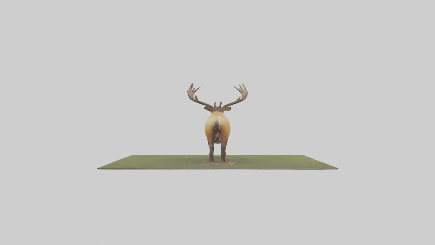 3D model Elk standing in meadow model VR / AR / low-poly