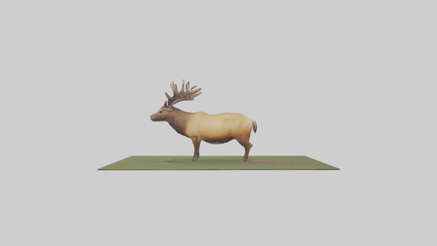3D model Elk standing in meadow model VR / AR / low-poly