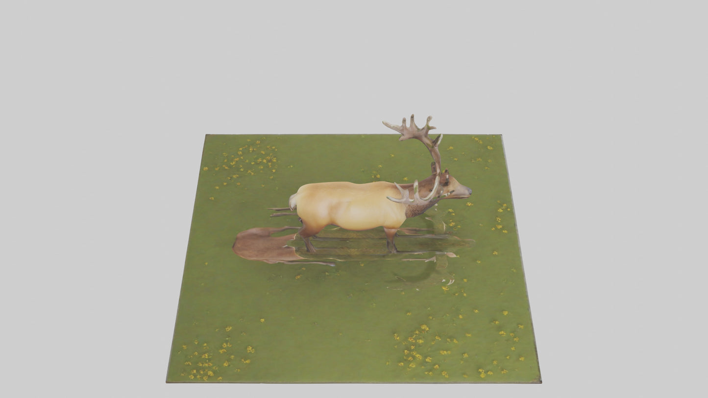 3D model Elk standing in meadow model VR / AR / low-poly