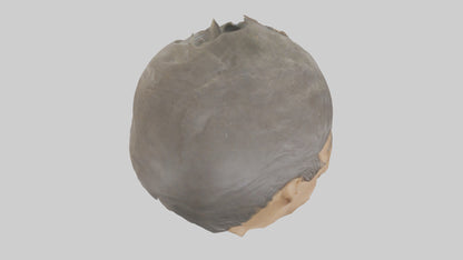 Ellen DeGeneres statue model 3D model