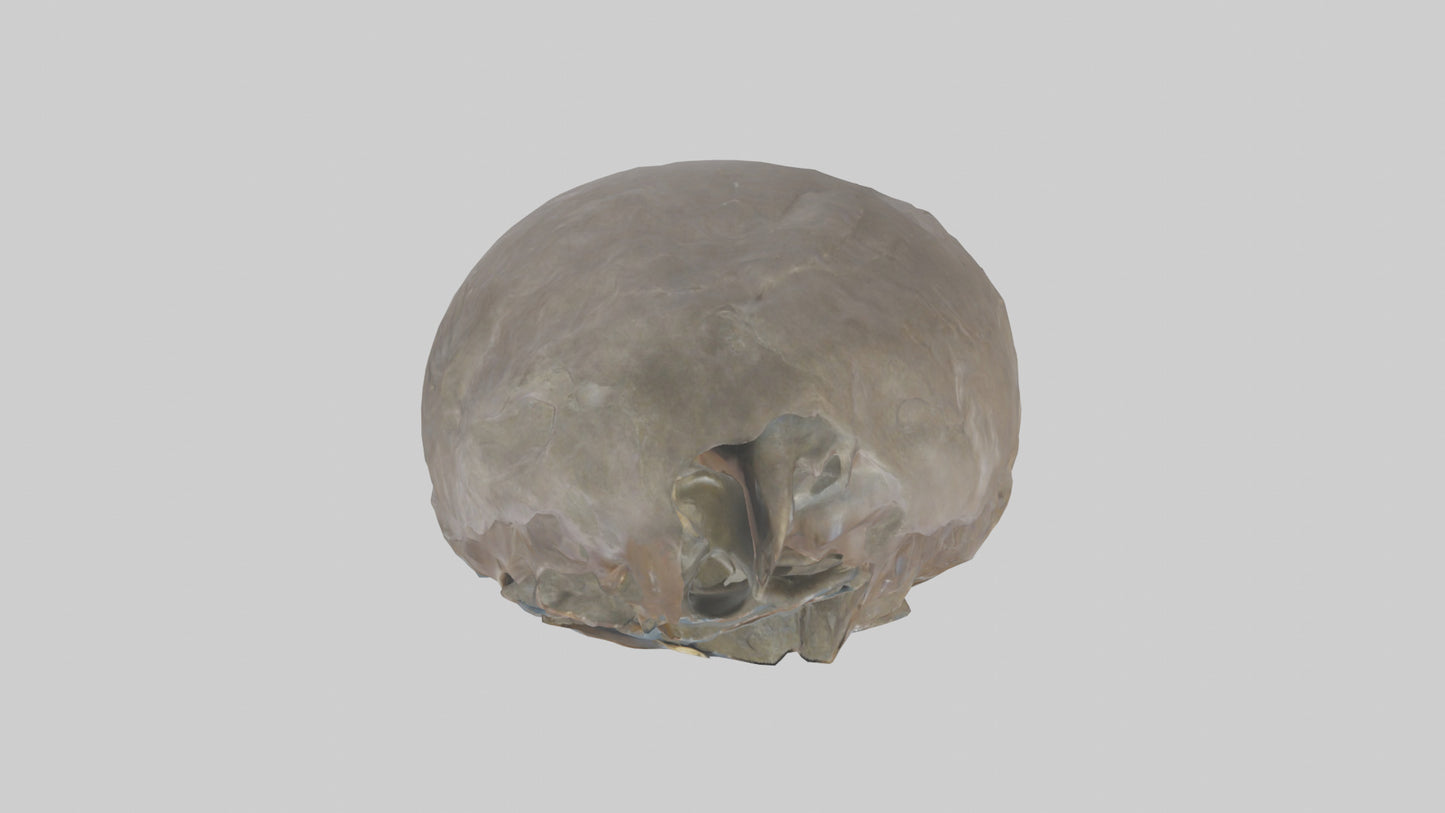 Ellen DeGeneres statue model 3D model