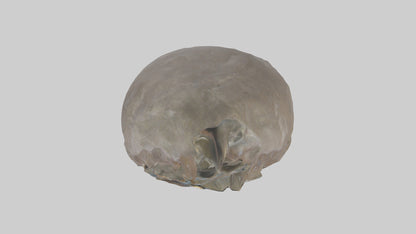 Ellen DeGeneres statue model 3D model