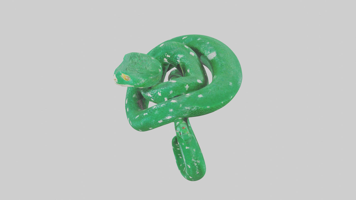3D model Emerald Tree Boa statue model VR / AR / low-poly