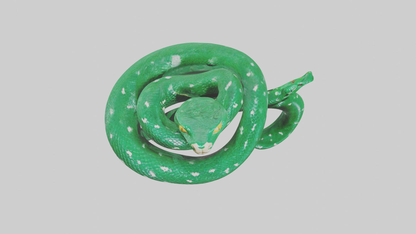 3D model Emerald Tree Boa statue model VR / AR / low-poly