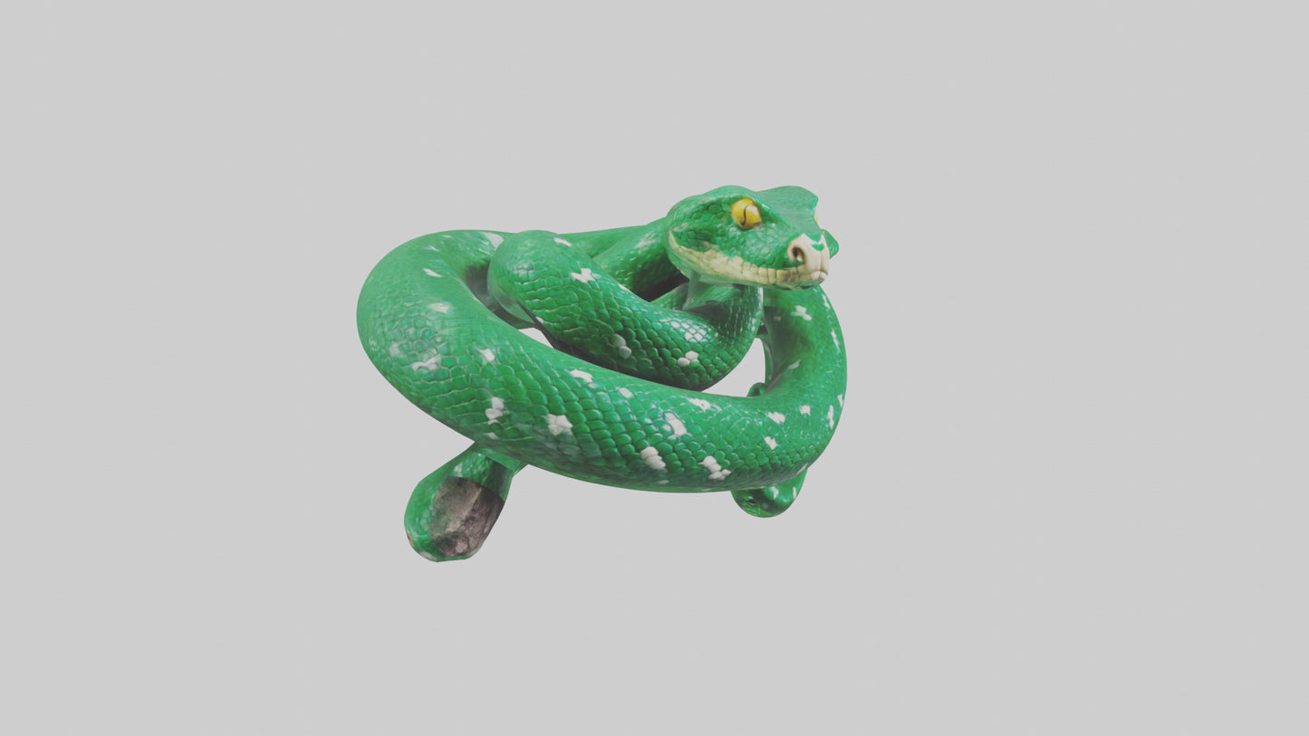 3D model Emerald Tree Boa statue model VR / AR / low-poly