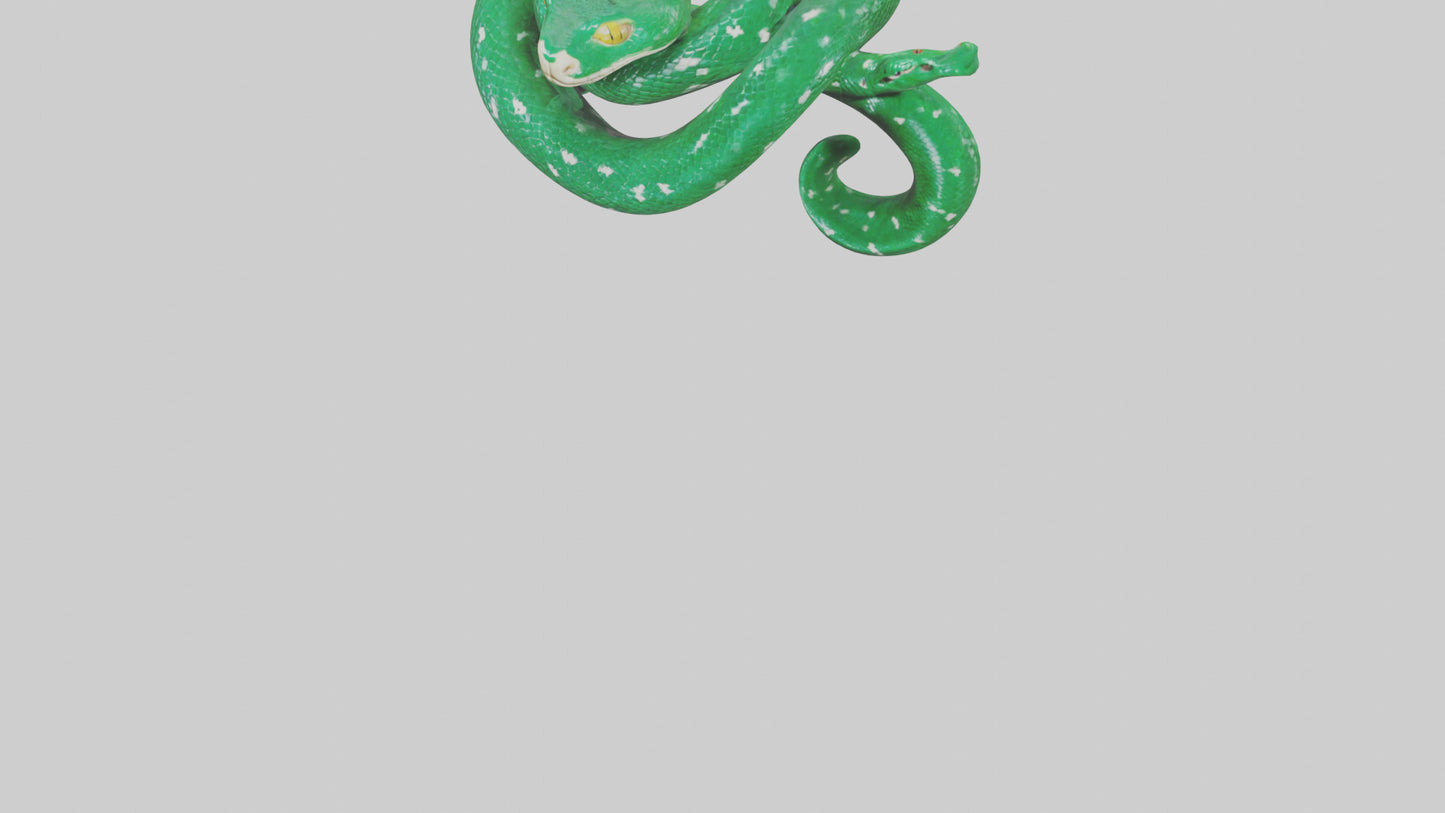 3D model Emerald Tree Boa statue model VR / AR / low-poly