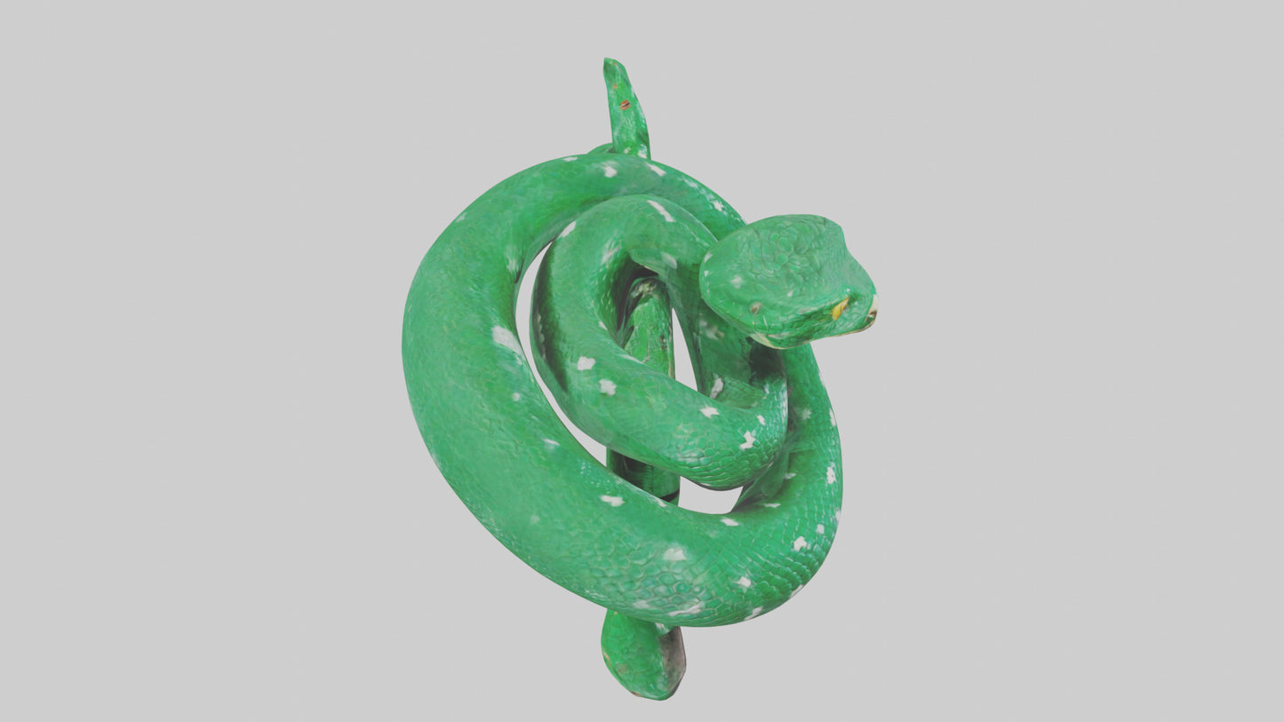 3D model Emerald Tree Boa statue model VR / AR / low-poly