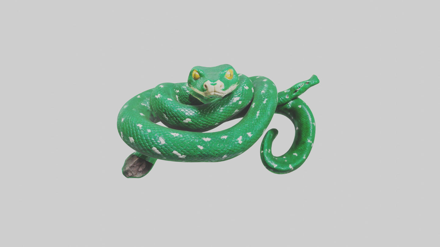 3D model Emerald Tree Boa statue model VR / AR / low-poly