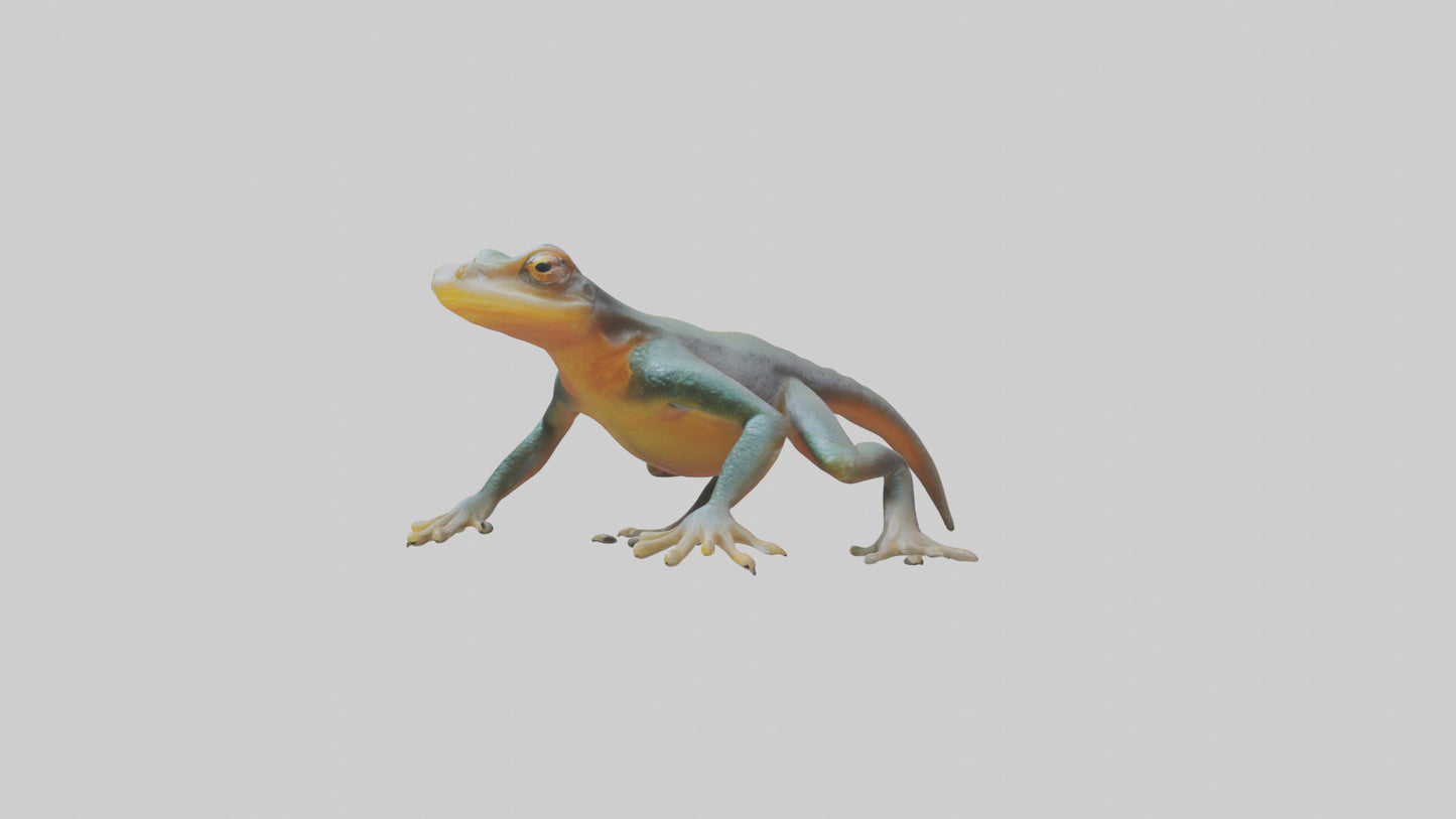 3D model Emperor Newt climbing model VR / AR / low-poly