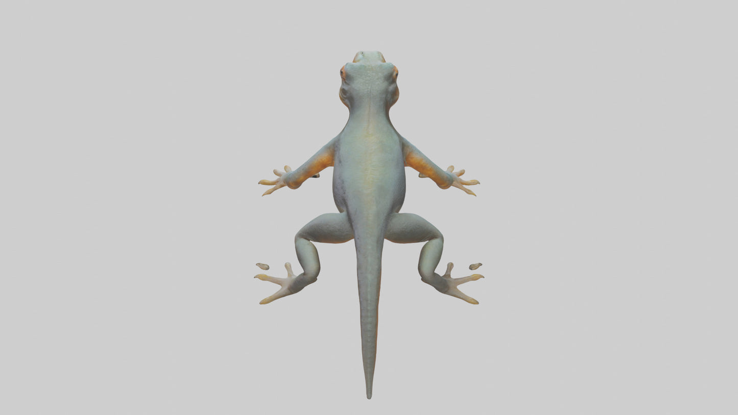 3D model Emperor Newt climbing model VR / AR / low-poly