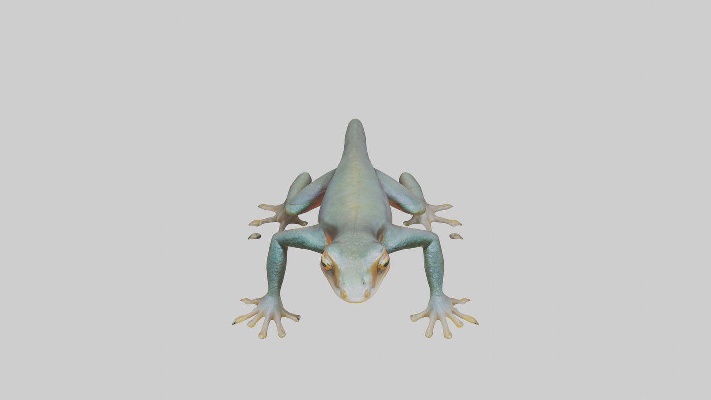 3D model Emperor Newt climbing model VR / AR / low-poly
