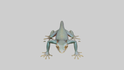 3D model Emperor Newt climbing model VR / AR / low-poly