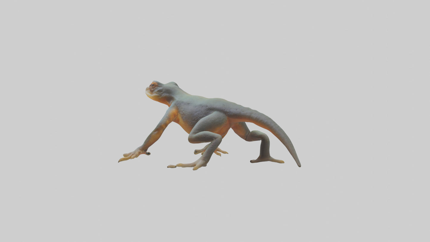 3D model Emperor Newt climbing model VR / AR / low-poly
