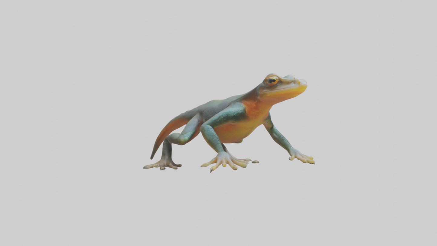 3D model Emperor Newt climbing model VR / AR / low-poly